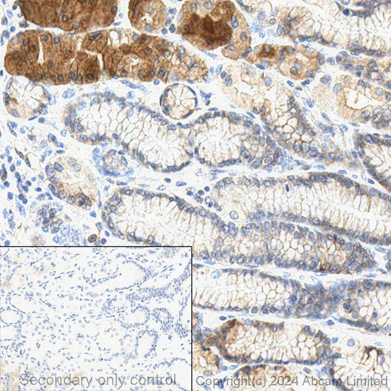 Immunohistochemistry (Formalin/PFA-fixed paraffin-embedded sections) - Anti-Claudin 18.2 antibody [EPR19202-244] - BSA and Azide free (AB242079)