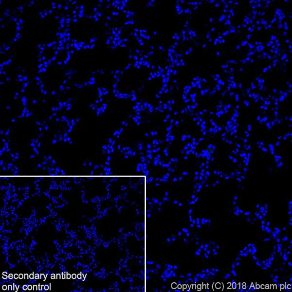 Immunohistochemistry (Frozen sections) - Anti-Claudin 18.2 antibody [EPR19202-244] - BSA and Azide free (AB242079)