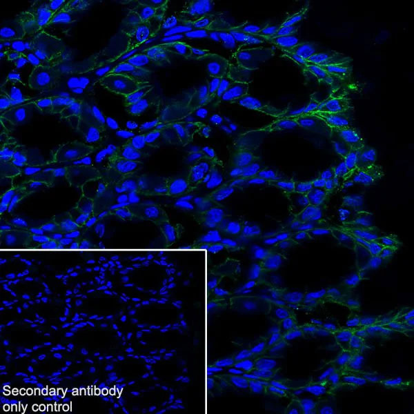 Immunohistochemistry (Frozen sections) - Anti-Claudin 18.2 antibody [EPR19202-244] - BSA and Azide free (AB242079)