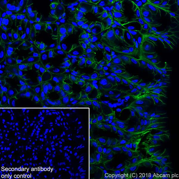 Immunohistochemistry (Frozen sections) - Anti-Claudin 18.2 antibody [EPR19202-244] - BSA and Azide free (AB242079)