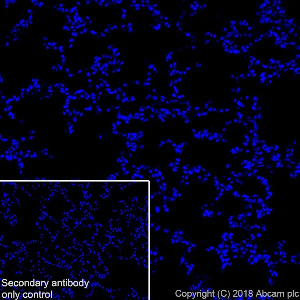 Immunohistochemistry (Frozen sections) - Anti-Claudin 18.2 antibody [EPR19202-244] - BSA and Azide free (AB242079)