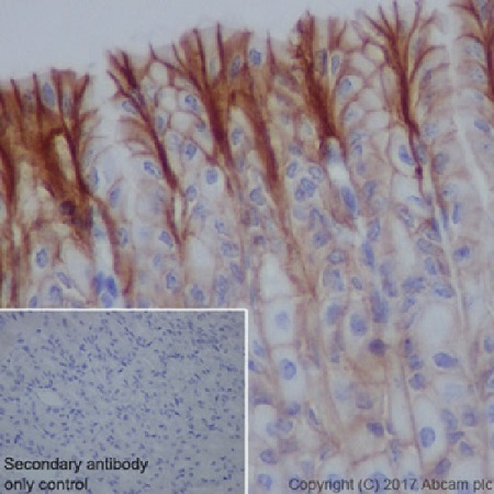 Immunohistochemistry (Formalin/PFA-fixed paraffin-embedded sections) - Anti-Claudin 18.2 antibody [EPR19202] - BSA and Azide free (ab240400), expandable thumbnail