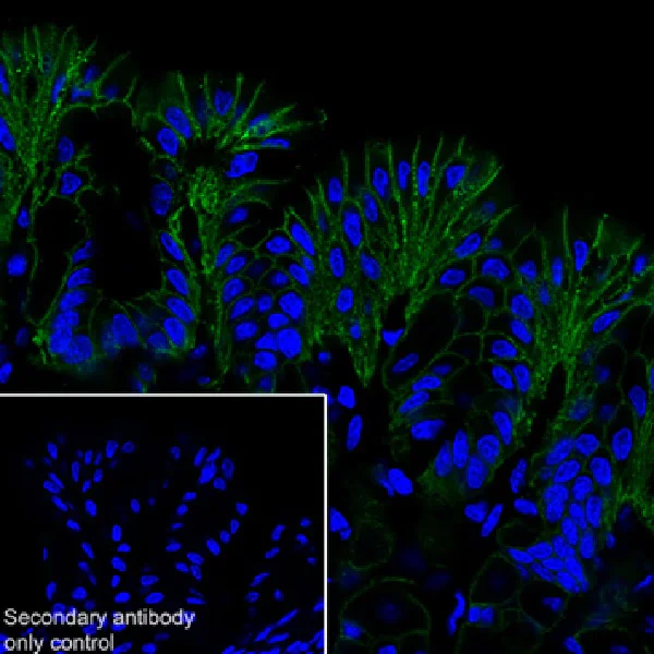 Immunohistochemistry (Frozen sections) - Anti-Claudin 18.2 antibody [EPR19202] - BSA and Azide free (AB240400)