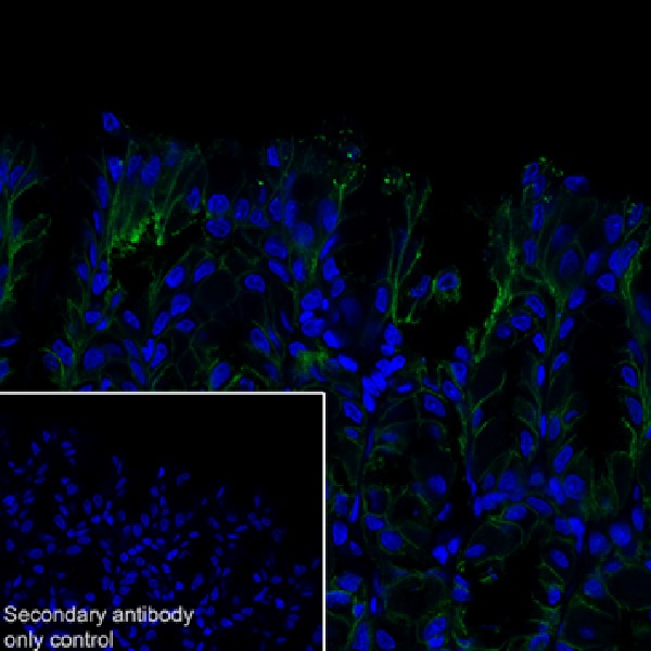 Immunohistochemistry (Frozen sections) - Anti-Claudin 18.2 antibody [EPR19202] - BSA and Azide free (AB240400), expandable thumbnail