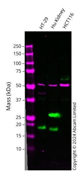 Western blot - Anti-Claudin 2 antibody [EPR28730-220] (AB317317), expandable thumbnail
