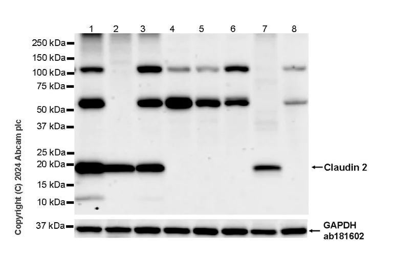 Western blot - Anti-Claudin 2 antibody [EPR28730-220] - BSA and Azide free (AB317318)