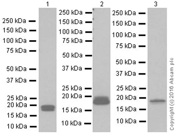 Western blot - Anti-Claudin 3 antibody [EPR19971] (AB214487)