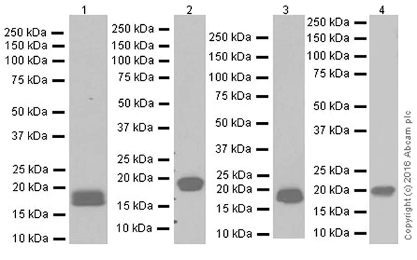 Western blot - Anti-Claudin 3 antibody [EPR19971] (AB214487)