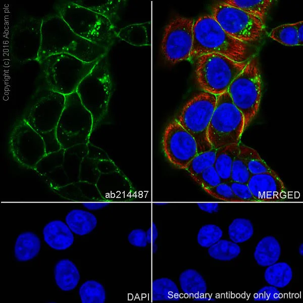 Immunocytochemistry/ Immunofluorescence - Anti-Claudin 3 antibody [EPR19971] - BSA and Azide free (AB222485)