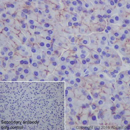 Immunohistochemistry (Formalin/PFA-fixed paraffin-embedded sections) - Anti-Claudin 3 antibody [EPR19971] - BSA and Azide free (AB222485)