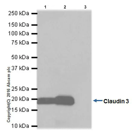 Immunoprecipitation - Anti-Claudin 3 antibody [EPR19971] - BSA and Azide free (AB222485)
