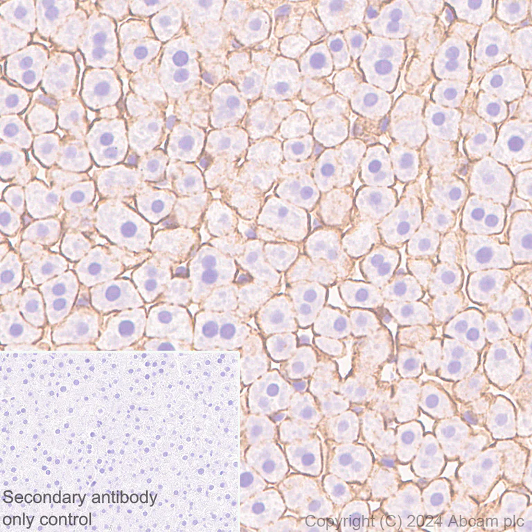 Immunohistochemistry (Formalin/PFA-fixed paraffin-embedded sections) - Anti-Claudin 3 antibody [EPR28731-2] (AB317319)