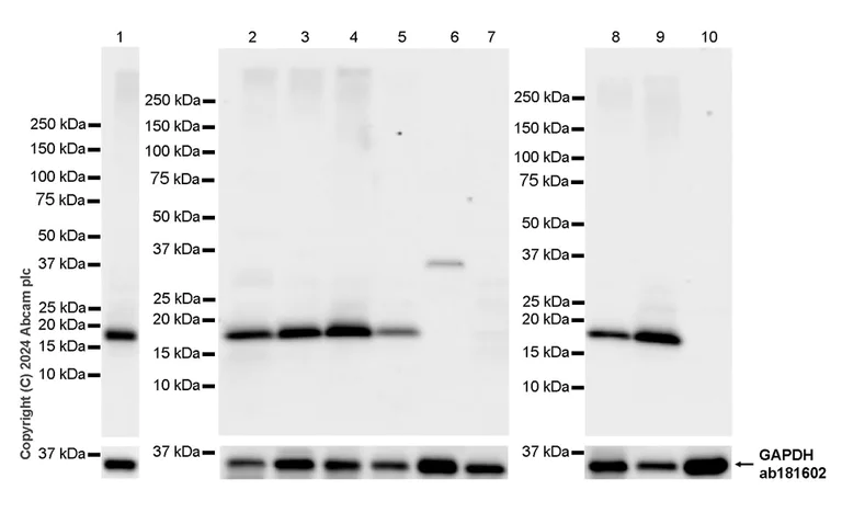Western blot - Anti-Claudin 3 antibody [EPR28731-2] (AB317319)