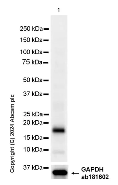 Western blot - Anti-Claudin 3 antibody [EPR28731-2] (AB317319)