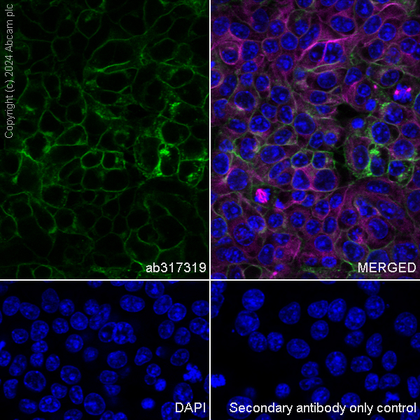 Immunocytochemistry/ Immunofluorescence - Anti-Claudin 3 antibody [EPR28731-2] - BSA and Azide free (AB317320), expandable thumbnail
