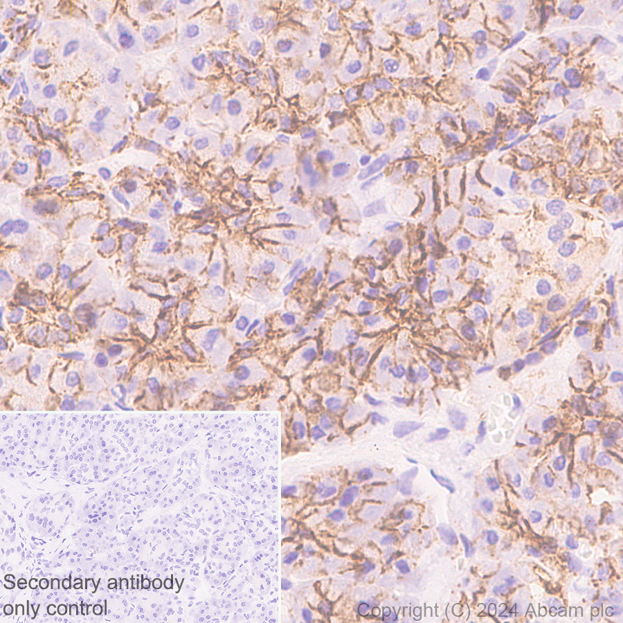 Immunohistochemistry (Formalin/PFA-fixed paraffin-embedded sections) - Anti-Claudin 3 antibody [EPR28731-2] - BSA and Azide free (ab317320), expandable thumbnail