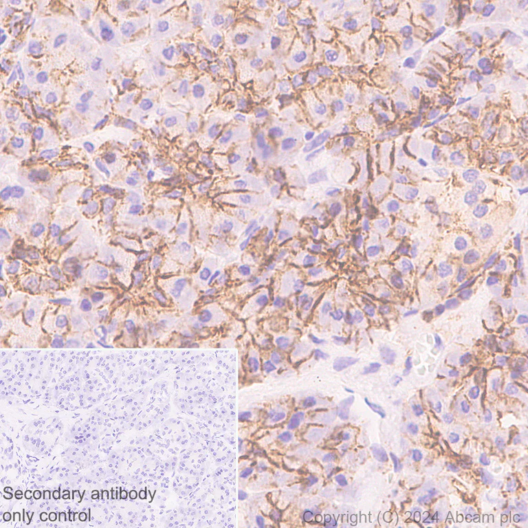 Immunohistochemistry (Formalin/PFA-fixed paraffin-embedded sections) - Anti-Claudin 3 antibody [EPR28731-2] - BSA and Azide free (AB317320)