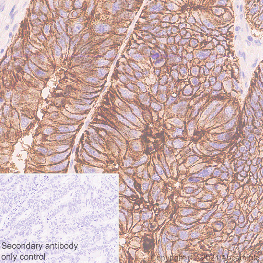 Immunohistochemistry (Formalin/PFA-fixed paraffin-embedded sections) - Anti-Claudin 3 antibody [EPR28731-2] - BSA and Azide free (ab317320), expandable thumbnail