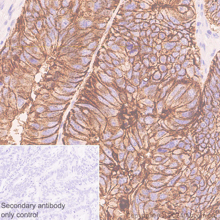 Immunohistochemistry (Formalin/PFA-fixed paraffin-embedded sections) - Anti-Claudin 3 antibody [EPR28731-2] - BSA and Azide free (AB317320)