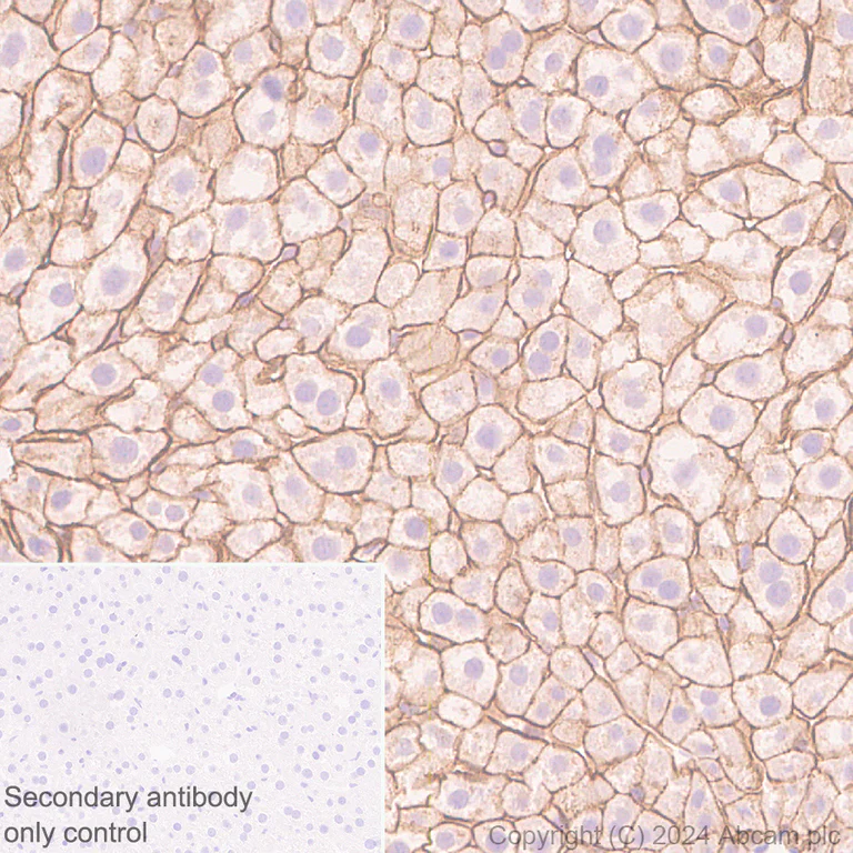 Immunohistochemistry (Formalin/PFA-fixed paraffin-embedded sections) - Anti-Claudin 3 antibody [EPR28731-2] - BSA and Azide free (AB317320)