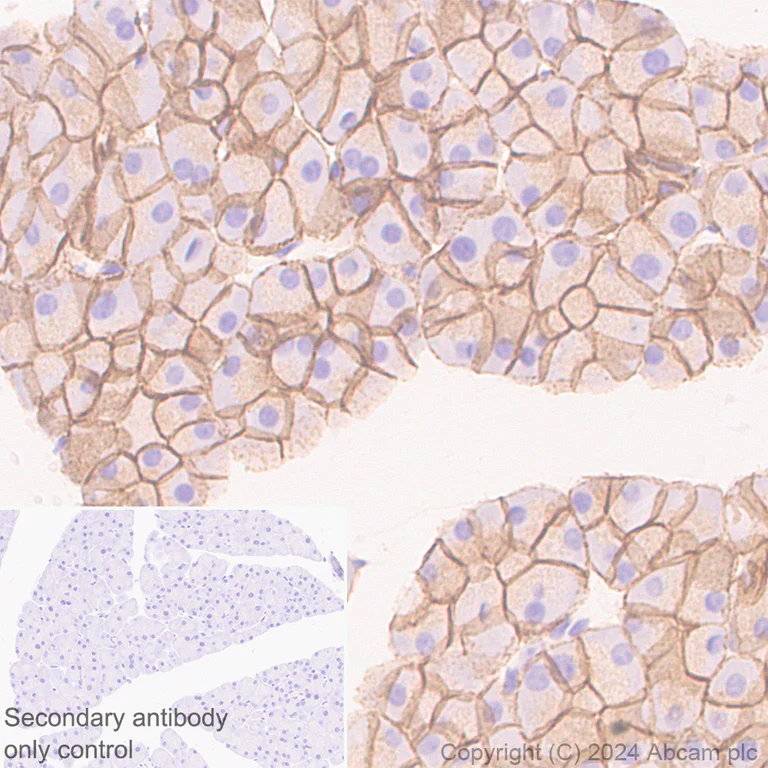 Immunohistochemistry (Formalin/PFA-fixed paraffin-embedded sections) - Anti-Claudin 3 antibody [EPR28731-2] - BSA and Azide free (AB317320)