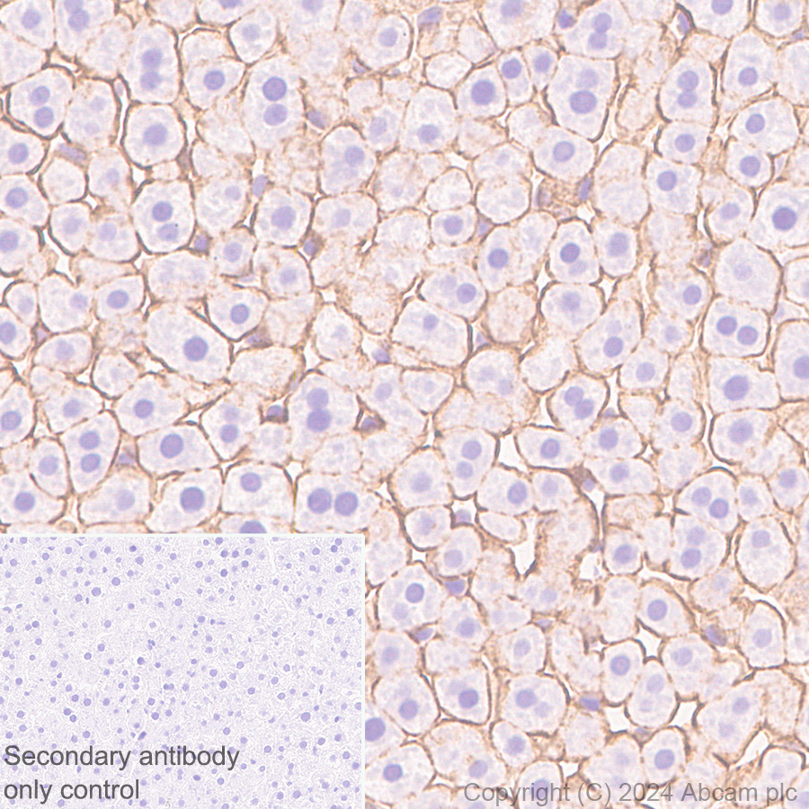 Immunohistochemistry (Formalin/PFA-fixed paraffin-embedded sections) - Anti-Claudin 3 antibody [EPR28731-2] - BSA and Azide free (ab317320), expandable thumbnail