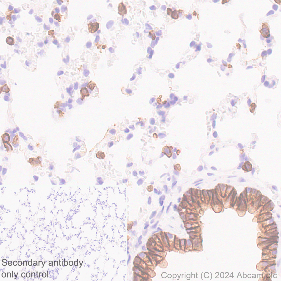 Immunohistochemistry (Formalin/PFA-fixed paraffin-embedded sections) - Anti-Claudin 3 antibody [EPR28731-2] - BSA and Azide free (ab317320), expandable thumbnail