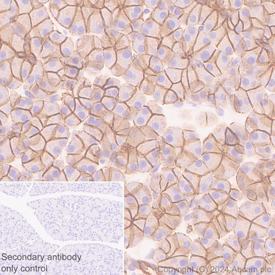 Immunohistochemistry (Formalin/PFA-fixed paraffin-embedded sections) - Anti-Claudin 3 antibody [EPR28731-2] - BSA and Azide free (ab317320), expandable thumbnail