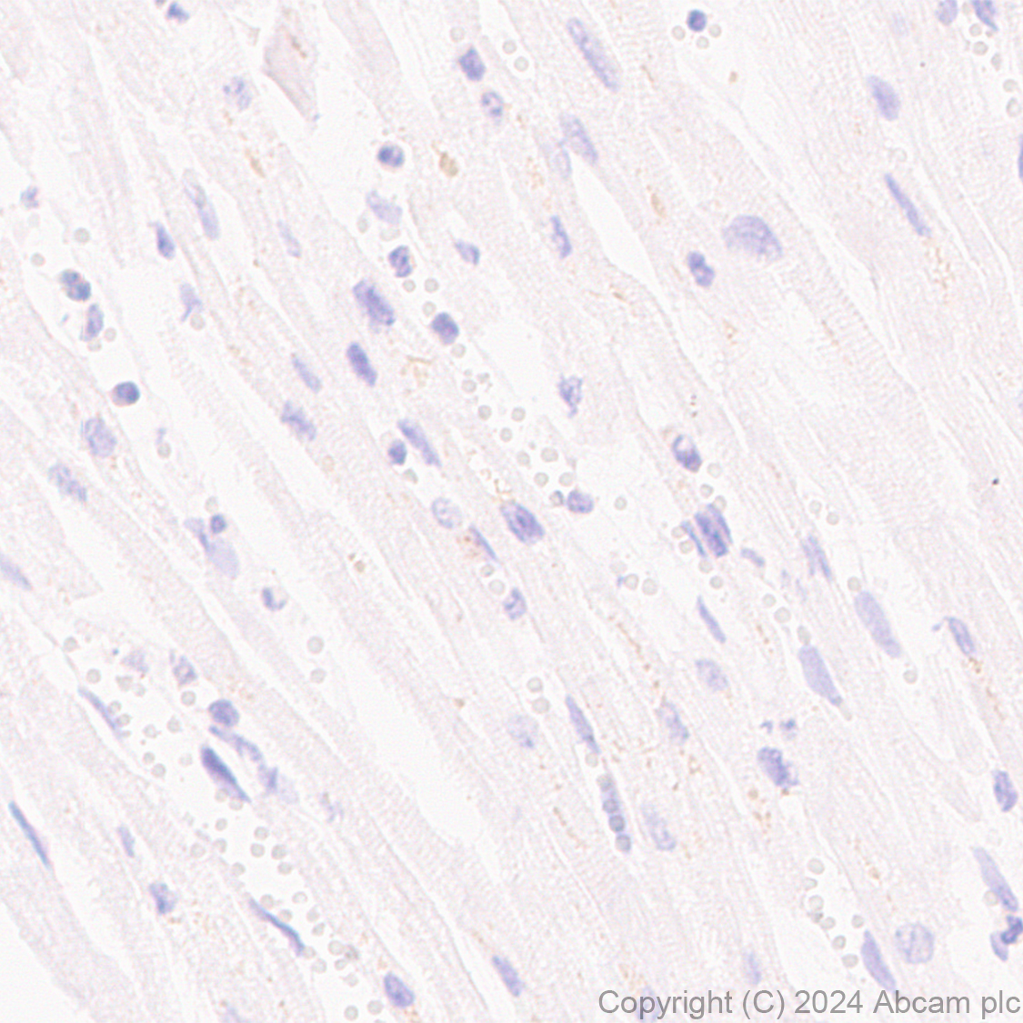 Immunohistochemistry (Formalin/PFA-fixed paraffin-embedded sections) - Anti-Claudin 3 antibody [EPR28731-2] - BSA and Azide free (ab317320), expandable thumbnail