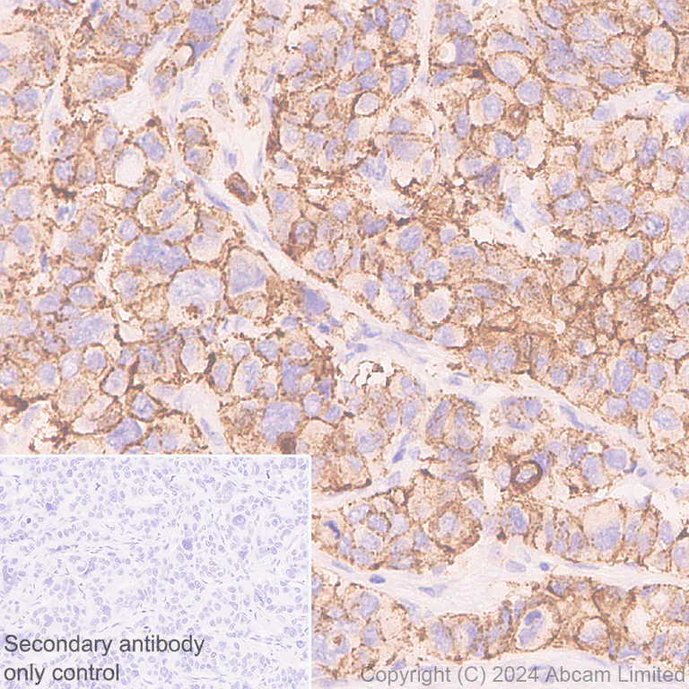 Immunohistochemistry (Formalin/PFA-fixed paraffin-embedded sections) - Anti-Claudin 3 antibody [EPR28731-2] - BSA and Azide free (AB317320)