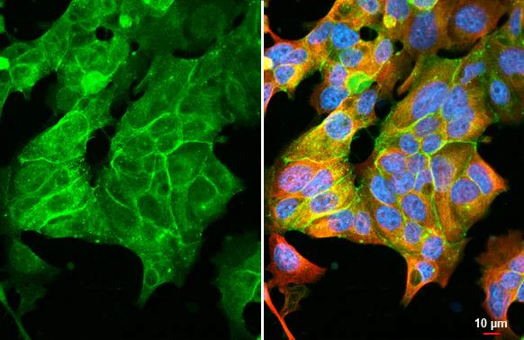 Immunocytochemistry/ Immunofluorescence - Anti-Claudin 3 antibody [HL1528] - BSA and Azide free (AB327553)
