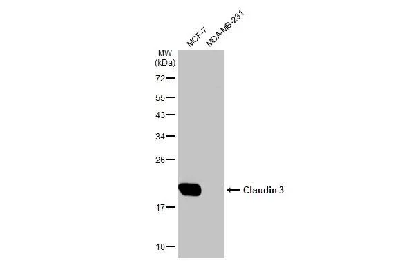 Western blot - Anti-Claudin 3 antibody [HL1528] - BSA and Azide free (AB327553)