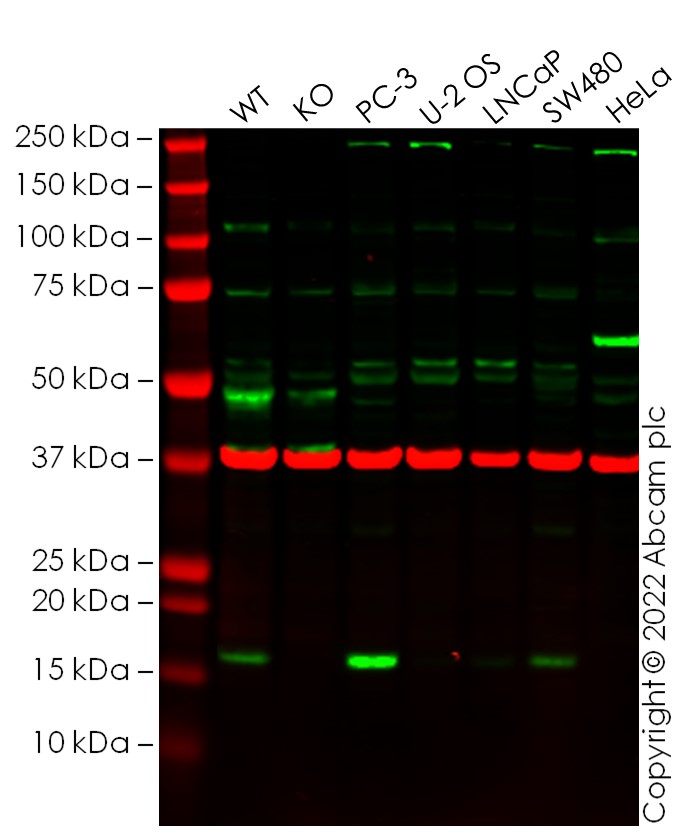 Western blot - Anti-Claudin 4 antibody (AB15104), expandable thumbnail
