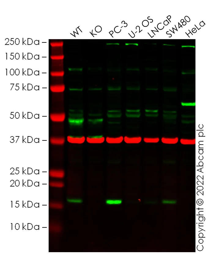 Western blot - Anti-Claudin 4 antibody (AB15104)