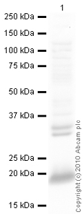 Western blot - Anti-Claudin 4 antibody (AB15104), expandable thumbnail