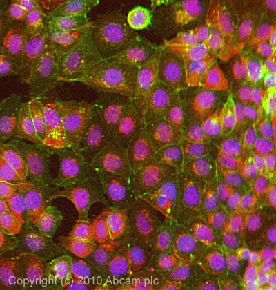 Immunocytochemistry/ Immunofluorescence - Anti-Claudin 4 antibody (AB53156), expandable thumbnail