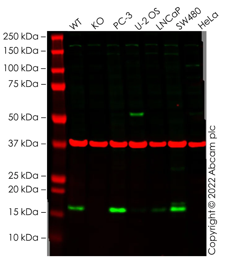 Western blot - Anti-Claudin 4 antibody (AB53156)
