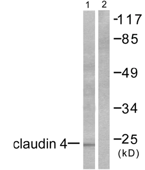 Western blot - Anti-Claudin 4 antibody (AB53156)