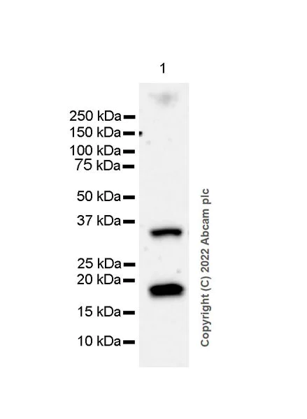 Western blot - Anti-Claudin 4 antibody [EPRR17575] (AB210796)