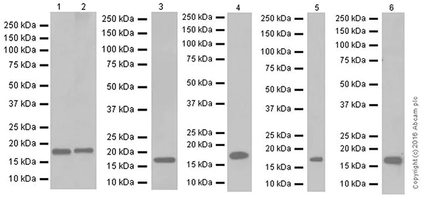 Western blot - Anti-Claudin 4 antibody [EPRR17575] (AB210796)