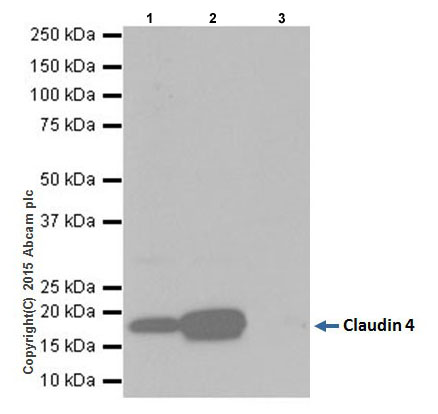 Immunoprecipitation - Anti-Claudin 4 antibody [EPRR17575] - BSA and Azide free (AB240384), expandable thumbnail