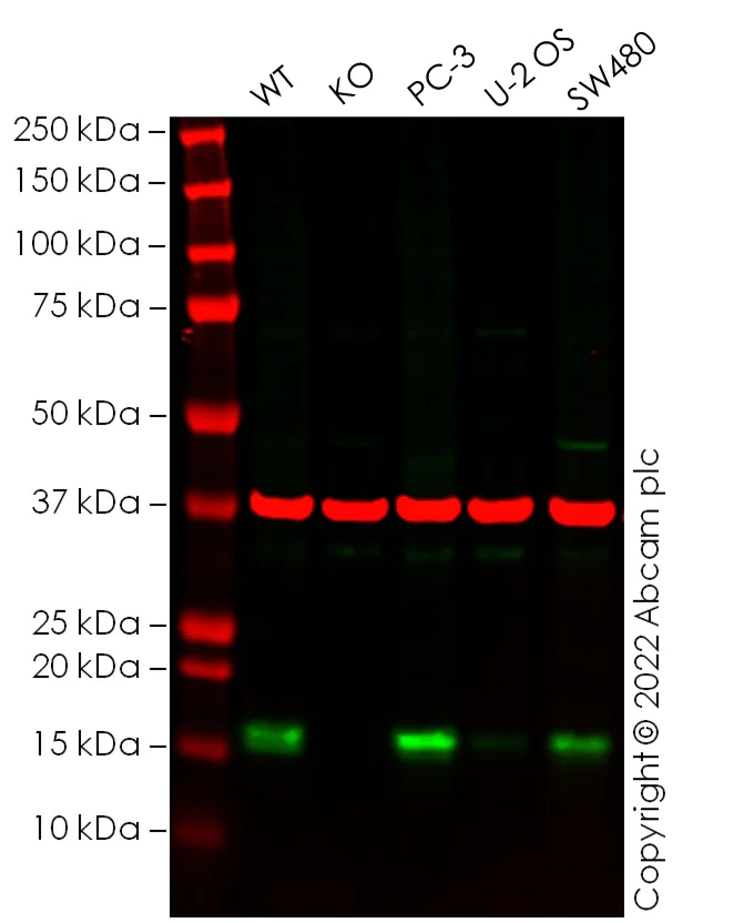 Western blot - Anti-Claudin 4 antibody [EPRR17575] - BSA and Azide free (AB240384)