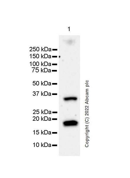 Western blot - Anti-Claudin 4 antibody [EPRR17575] - BSA and Azide free (ab240384), expandable thumbnail