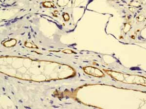 Immunohistochemistry (Formalin/PFA-fixed paraffin-embedded sections) - Anti-Claudin 5 antibody [EPR7583] - BSA and Azide free (AB236066)