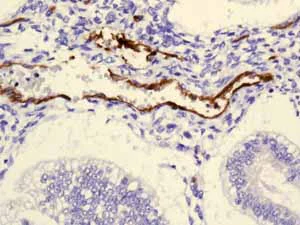 Immunohistochemistry (Formalin/PFA-fixed paraffin-embedded sections) - Anti-Claudin 5 antibody [EPR7583] - BSA and Azide free (AB236066)