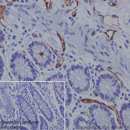 Immunohistochemistry (Formalin/PFA-fixed paraffin-embedded sections) - Anti-Claudin 5 antibody [EPR7583] - BSA and Azide free (AB236066)