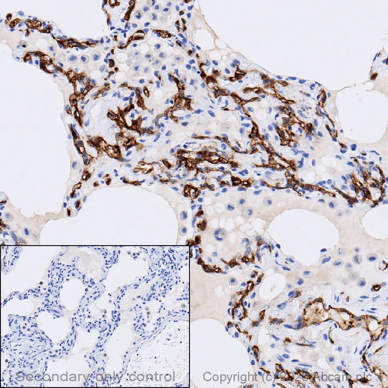 Immunohistochemistry (Formalin/PFA-fixed paraffin-embedded sections) - Anti-Claudin 5 antibody [EPR7583] - BSA and Azide free (AB236066)