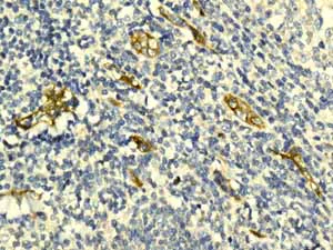 Immunohistochemistry (Formalin/PFA-fixed paraffin-embedded sections) - Anti-Claudin 5 antibody [EPR7583] - BSA and Azide free (AB236066)