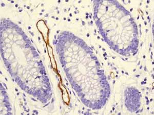 Immunohistochemistry (Formalin/PFA-fixed paraffin-embedded sections) - Anti-Claudin 5 antibody [EPR7583] - BSA and Azide free (AB236066)
