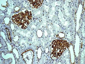 Immunohistochemistry (Formalin/PFA-fixed paraffin-embedded sections) - Anti-Claudin 5 antibody [EPR7583] - BSA and Azide free (AB236066)